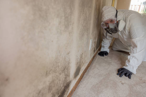 Why You Should Choose Our Mold Remediation Services in Woburn, MA